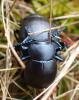 Timarcha tenebricosa